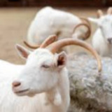 Ternyata ini Syarat Hewan Kurban dalam Islam, Ada Batas Usia dan Jenisnya