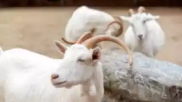 Ternyata ini Syarat Hewan Kurban dalam Islam, Ada Batas Usia dan Jenisnya