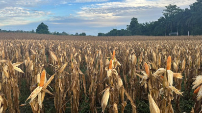 Ratusan Ribu Ton Jagung Dihasilkan pada Panen Raya Kuartal III Serentak