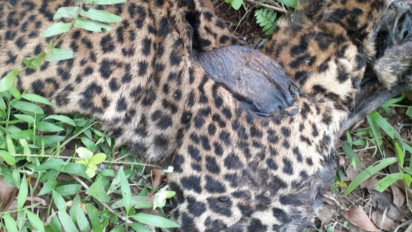 Polisi Selidiki Temuan Bangkai Macan Tutul di Garut