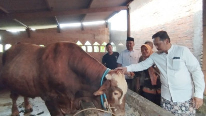 Hasil Uji Laboratorium, Sapi Kurban Bantuan Presiden Prabowo bagi Masyarakat Kudus Dinyatakan Sehat