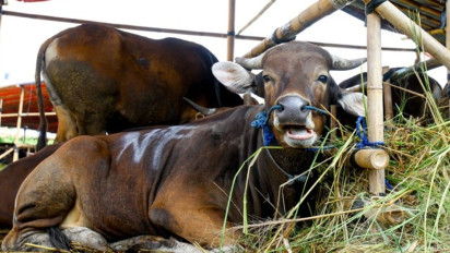Khatib Istiqlal: Semangat Kurban Harus Jadi Dasar Perdamaian Dunia