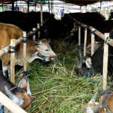 5 Syarat Beli Hewan Kurban Kambing yang Sah sesuai Syariat Islam
