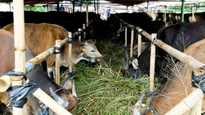 5 Syarat Beli Hewan Kurban Kambing yang Sah sesuai Syariat Islam