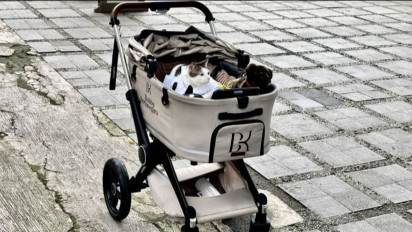 GEMPAR! Bobby Kertanegara, Kucing Presiden Prabowo, Curi Perhatian di Idul Adha dengan Gaya Koko Putih!