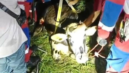 Video Viral, Aksi Damkar Evakuasi Sapi Kecebur di Cipete