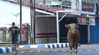 Sapi Kurban Mengamuk dan Lepas di Ciputat, Warga Panik Kejar hingga Bikin Lalu Lintas Tersendat