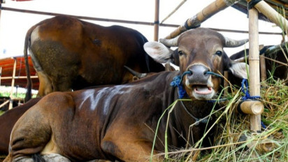 Hewan Kurban Tidak Boleh Asal Sembelih, Baca Doa Menyembelih Hewan Kurban ini Agar Ibadah Diterima Allah SWT