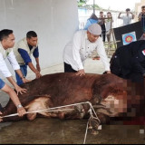 Sapi Sumbangan Presiden Prabowo untuk Kota Dumai Disembelih Hari Ini