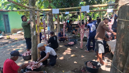 Cacing Hati Ditemukan pada Ratusan Hewan Kurban yang Disembelih  di Bantul