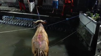 Libatkan Petugas BPBD, Begini Rumitnya Proses Evakuasi Sapi yang Mengamuk dan Jatuh ke Sungai