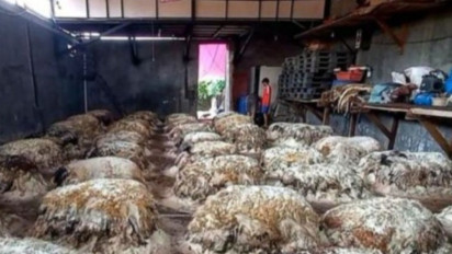 Kulit Kambing dan Sapi Kurban Ternyata Laku Dijual, Sekilo Dihargai Rp5.000