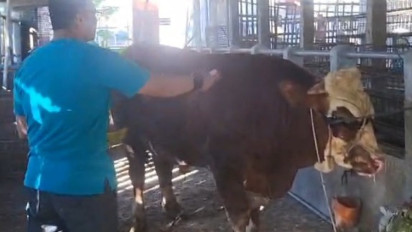 Unik! Hewan Kurban Dimandikan Kembang 7 Rupa Sebelum Disembelih di Boyolali