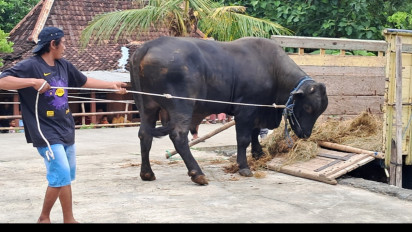 Sebelum Disembelih, Sapi Kurban Sumbangan Presiden Prabowo di Sragen Sempat Tidak Doyan Makan