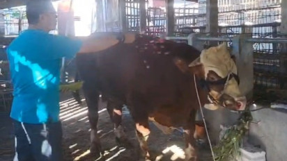 Tradisi Unik Warga Lereng Merapi Boyolali, Sebelum Disembelih Sapi Kurban Dimandikan dengan Kembang 7 Rupa