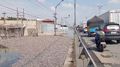 Dinas Lingkungan Hidup Demak Ungkap Penyebab Kematian Ribuan Ikan Mujair di Sayung