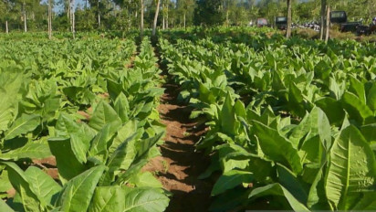 Penjualan Rokok Menurun, PT Gudang Garam Sementara Tidak Membeli Tembakau Temanggung