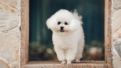 Lucu dan Menggemaskan! 3 Anjing Ras Bichon Frise ini Ukir Prestasi, Juarai Ajang Dog Show Internasional 2025