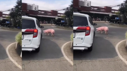 Viral Babi Lepas dan Berkeliaran di Tengah Jalan Ciroyom Bandung