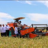 FAO: Prediksi Produksi Beras Indonesia Capai 35,6 juta ton, Cetak Sejarah Baru