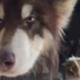 Resmi! Pergub Larangan Menjual Daging Anjing dan Kucing Berlaku di DKI Jakarta