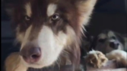 Resmi! Pergub Larangan Menjual Daging Anjing dan Kucing Berlaku di DKI Jakarta