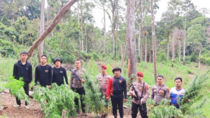 Polres Mandailing Natal Musnahkan Enam Hektare Ladang Ganja