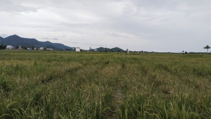 Ratusan Hektar Tanaman Padi di Larompong Gagal Panen Akibat Serangan Hama Tikus