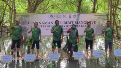 2.000 Bibit Mangrove Ditanam PT GCS, Dukung Program Penghijauan dan Lawan Perubahan Iklim