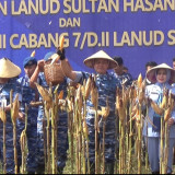 Ketahan Pangan, TNI AU Bersama Warga Panen Jagung Hibrida 200 Hektar di Maros