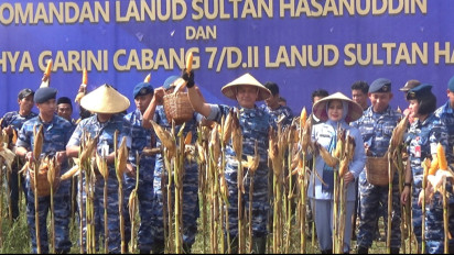 Ketahan Pangan, TNI AU Bersama Warga Panen Jagung Hibrida 200 Hektar di Maros