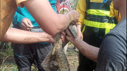 Buaya Berkeliaran di Sungai Progo yang Resahkan Warga Berhasil Ditangkap