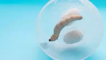 Ilustrasi obat dari bahan cacing