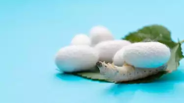 Ilustrasi cacing sebagai bahan obat