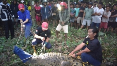 BPBD Belitung Berhasil Evakuasi Buaya dari Pemandian Warga 
