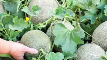 Menumbuhkan Budaya Menanam Ramah Lingkungan, Cara Meningkatkan Produksi di Tengah Tantangan Iklim