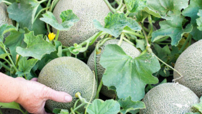 Menumbuhkan Budaya Menanam Ramah Lingkungan, Cara Meningkatkan Produksi di Tengah Tantangan Iklim