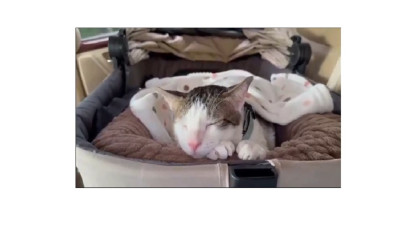 Token ‘Bobby The Cat’ Terinspirasi Kucing Prabowo Resmi Dirilis, Market Cap Tembus Rp6,6 Miliar dalam Hitungan Menit!