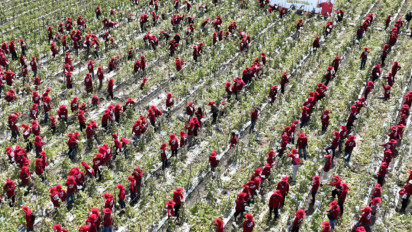 1.000 Petani Panen Serentak Melon Davina F1 dan Pecahkan Rekor MURI, Kebangkitan Pertanian Hortikultura