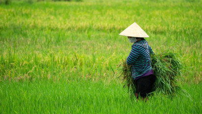 Benih Inovatif Jadi Strategi Baru Pertanian Berkelanjutan