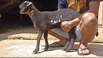 Subhanallah! Lafadz Allah Pada Perut Anak Kambing Gemparkan Warga Temanggung