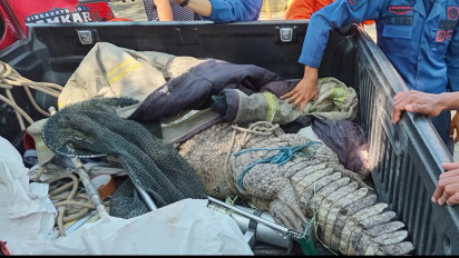 Hebohkan Warga, Buaya Sepanjang Tiga Meter Ditangkap Petugas