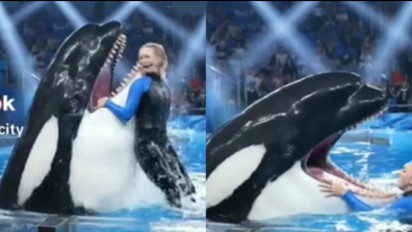 Jessica Radcliffe Bukan yang Pertama, 3 Kasus Kematian Ini Ternyata juga Melibatkan Paus Orca, Nomor 2 Sampai Dibuatkan Film