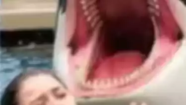 Detik-Detik Jessica Radcliffe Pelatih Orca Tewas Ditelan Paus saat Atraksi Viral