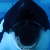 Bukan Hoaks Apalagi AI,  Kisah  Kematian Jessica Rafcliffe yang Dimakan Orca Pernah Terjadi, Korbannya Bahkan...