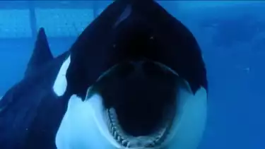 Tilikum, paus orca