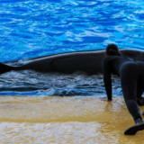 Soal Kabar Tewas Diterkam Paus Orca Dituduh Bikinan AI, Video Diduga Sosok Jessica Radcliffe Terbaring Koma Viral