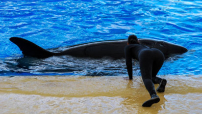 Soal Kabar Tewas Diterkam Paus Orca Dituduh Bikinan AI, Video Diduga Sosok Jessica Radcliffe Terbaring Koma Viral