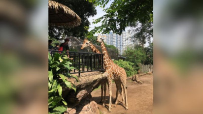 Yayasan Margasatwa Tamansari: Pendapatan Bandung Zoo harusnya Cukup Biayai Perawatan Satwa