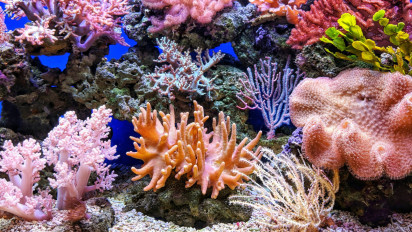 2.500 Bibit Karang untuk Pulihkan Terumbu Karang Banyuwangi, Dorong Kelestarian Laut dan Ekowisata